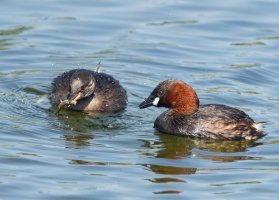 DSC_6046-DxO__little_grebes+fish-lsss.jpg