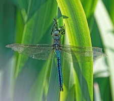 DSC_6061-DxO_emperor_dragonfly_eating_bandeddemoiselle_head_back_1-lsssSH.jpg