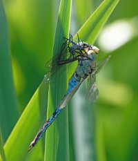 DSC_6100-DxO_emperor_dragonfly_eating_bandeddemoiselle_side-lsssSH.jpg