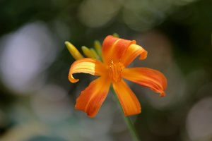 daylily_3.JPG