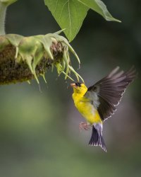 073120-Goldfinch-EOS-R5-3.jpg