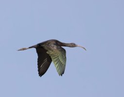 3Q7A0140_flying_glossy_ibis_NN+0.5-ss.jpg