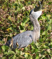 Osprey-2056 copy.jpg