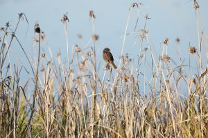 R5 Straight Out of Camera.jpg