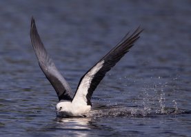 STK skimming hard R5 2500.jpg