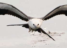 STK head on grey tones V 2000.jpg