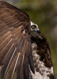 osprey take off II R5 1600.jpg