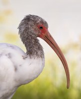 While ibis juvi profile R5 1600.jpg