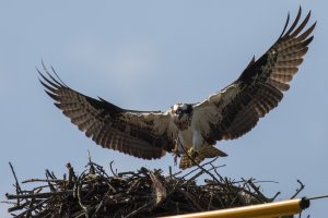 080220-Codrous-Osprey-2.jpg