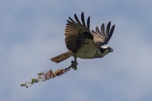 080220-Codrous-Osprey-1.jpg