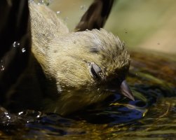 !00 % Crop of Bathing Songbird 400mm Handheld.jpg