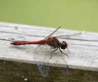 DSC_6147-DxO_ruddy_darter_dragonfly-lsss.jpg