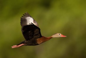 BBWD flight greenBG R5 ISO1250.jpg