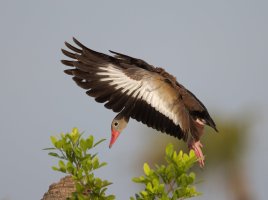 BBWD landing ISO800 up1s R5 2500.jpg