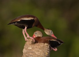 BBWD pair on palm R5 3000.jpg