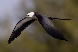 STK flight R5 3000.jpg