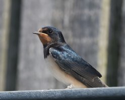 DSC_6302-DxO_juvenile_barnswallow_small.jpg