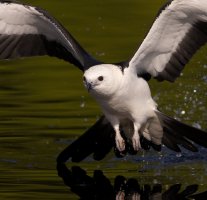 STK skimming hard pull up tail spread head on R5 II alt comp FS.jpg