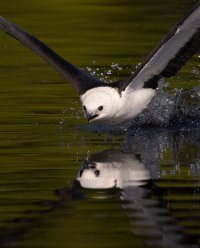 STK skimming hard and close R5 alt comp FS.jpg