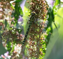 DSC_7075-DxO_southern_hawker_dragonfly-lsss.jpg