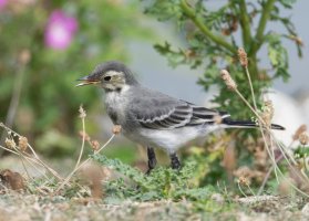 DSC_7294-DxO_juvenie_pied_wagtail-lss.jpg