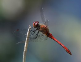 DSC_5168-DxO_ruddy_darter_dragonfly-ls1_40x.jpg