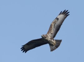 DSC_5193-DxO_buzzard-ls1_40x.jpg