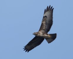 DSC_5198-DxO_buzzard-ls1_40x.jpg