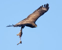 DSC_4069-DxO_buzzard+prey-ls_MM-2_00x.jpg