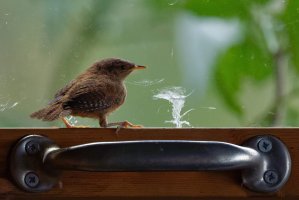 DSC_6736-DxO_wren_let_me_out_of_here-lsss.jpg
