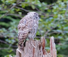 8E7A5555 DxO-studio.JPG