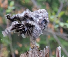 8E7A5564 DxO-studio.JPG