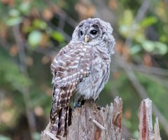 8E7A5584 DxO-studio.jpg