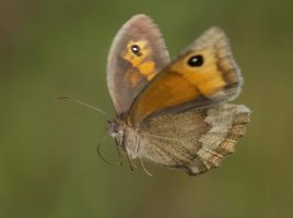 DSC_5369-DxO_butterfly_in_flight.jpg