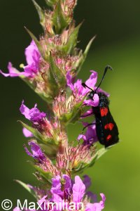 six_spot_burnet1.JPG