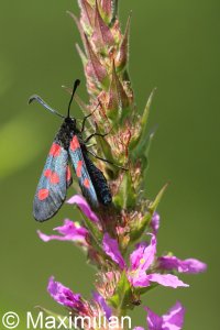 six_spot_burnet2.JPG