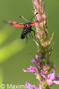 six_spot_burnet3.JPG