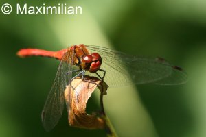 darter_sympetrum_1.JPG