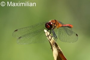 darter_sympetrum_2.JPG