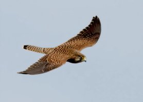 DSC_5463-DxO_kestrel-lss4_00x.jpg