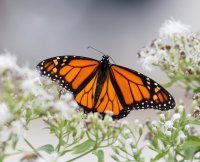 3Q7A4083-DxO_male_monarch_butterfly-lsss.jpg