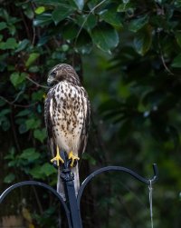 Hawk-6701-2.jpg Hawk-6701-2.jpg