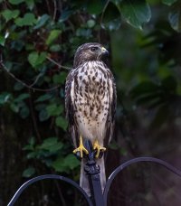 Hawk-6698-2.jpg Hawk-6698-2.jpg