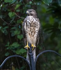 Hawk-6712-2.jpg Hawk-6712-2.jpg