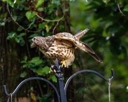 Hawk--3.jpg Hawk--3.jpg