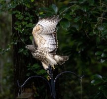 Hawk--4.jpg Hawk--4.jpg