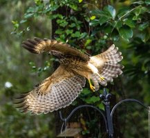 Hawk-6741-2.jpg Hawk-6741-2.jpg