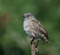 DSC_5865-DxO_Dunnock_small.jpg