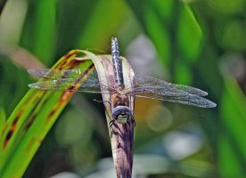 DSC_5642-DxO_southern_migrant_hawker_dragonfly_head_on-lsss.jpg