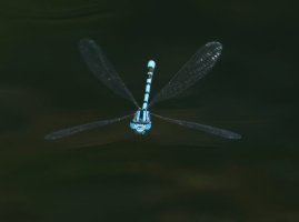 DSC_5907-DxO_common_blue_damselfly_head_on_flying-lsss.jpg